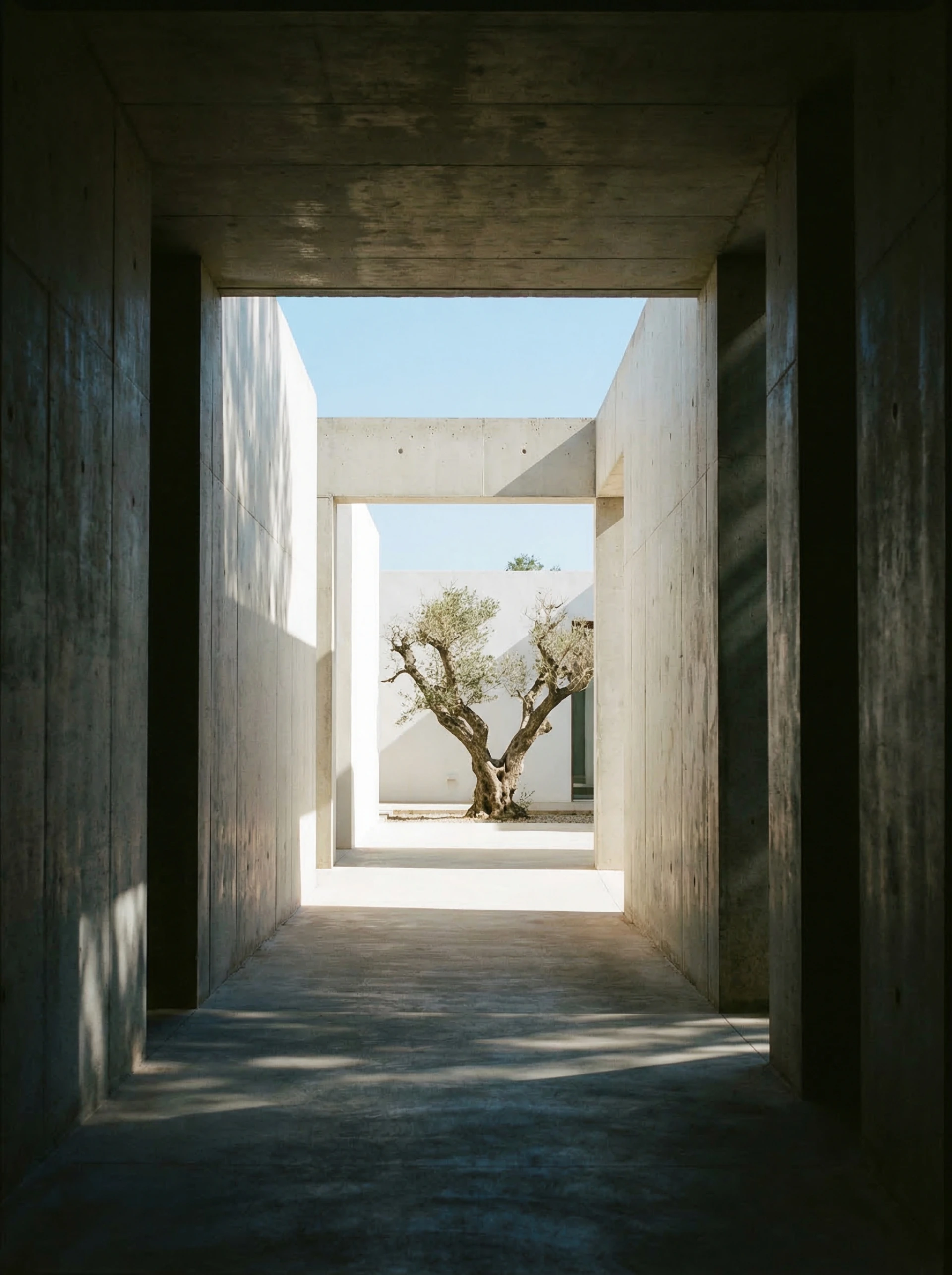 Shadow corridor leading to sunlit courtyard with ancient olive tree