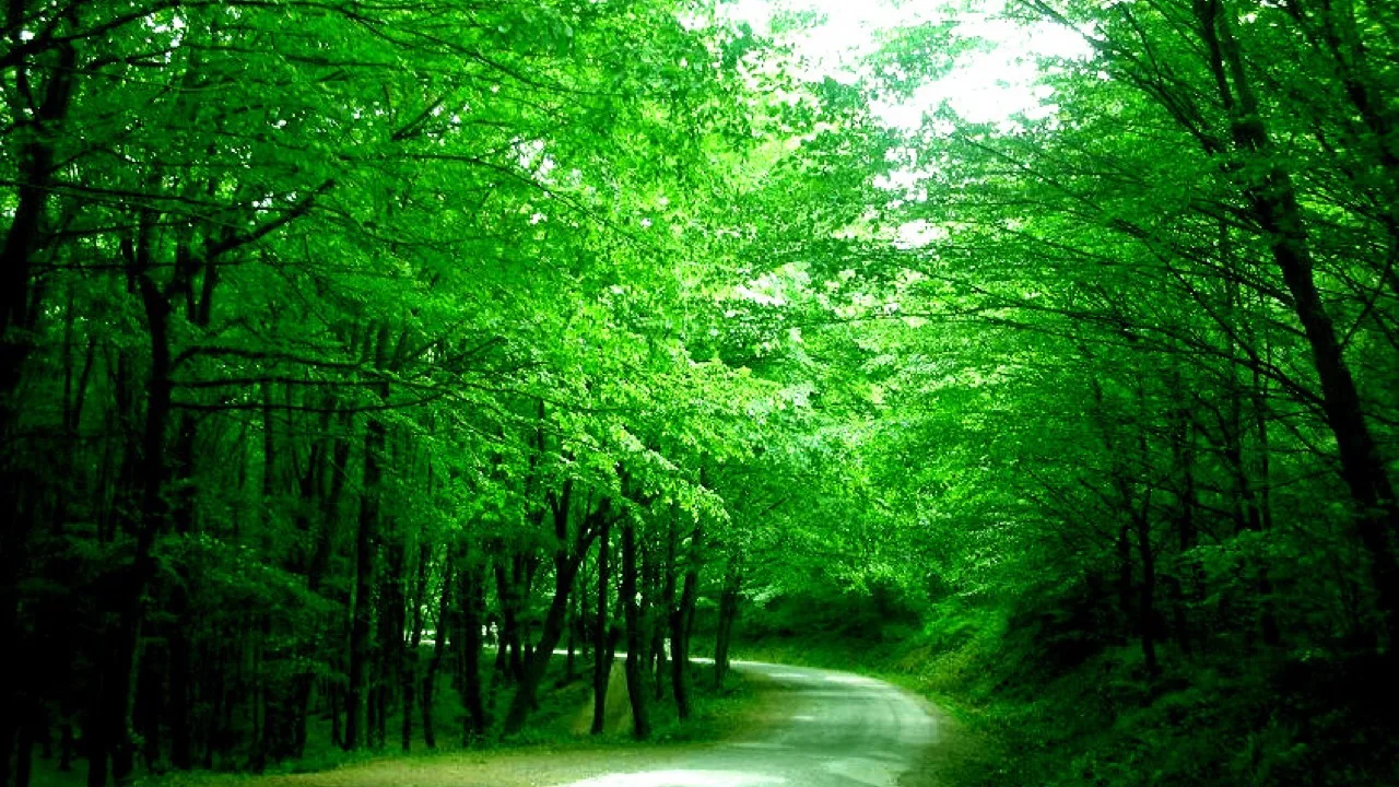 Belgrad Forest woodland canopy north of Sariyer